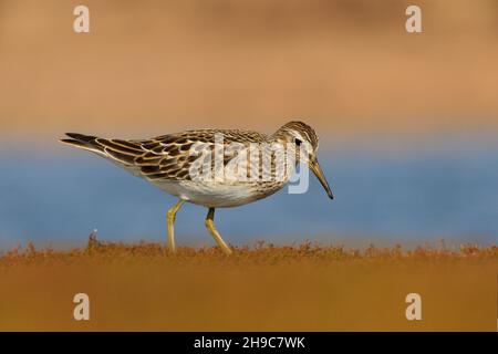 Ppettoral Sandpiper - Calidris melanotos Foto Stock