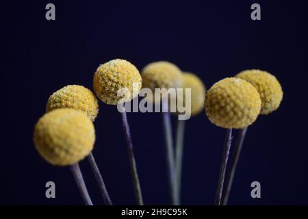 Fiori Craspedia conosciuta anche come Billy Buttons o Wollyheads nella famiglia Asteraceae girato in uno studio Foto Stock