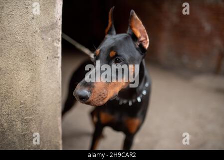 Doberman si guarda dietro l'angolo della vecchia casa. Foto Stock