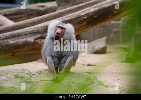 Babbuino in mantello allo zoo di Berlino Foto Stock