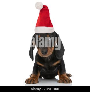 grazioso piccolo techkel dachshund cucciolo indossando cappello di natale e seduta isolata su sfondo bianco in studio Foto Stock