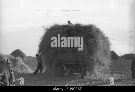 Polska, 1947-10. Ziemie Odzyskane. Uk³adanie s³omy na wozie po wym³óceniu zbo¿a. mb/gr PAP Dok³adny dzieñ wydarzenia nieustalony. Polonia, ottobre 1947. Territori riconquistati. Posizionamento della paglia su un carrello dopo la trebbiatura della granella. mb/gr PAP Foto Stock