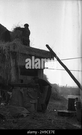 Polska, 1947-10. Ziemie Odzyskane. M³ócenie ¿yta na poniemieckiej m³ocarni (m³ockarni). mb/gr PAP Dok³adny dzieñ wydarzenia nieustalony. Polonia, ottobre 1947. Territori riconquistati. Trebbiatura della segale in una macchina di trebbiatura precedentemente tedesca. mb/gr PAP Foto Stock