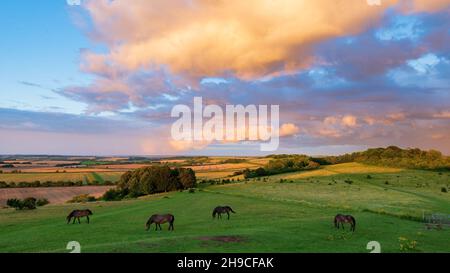 Ponies su Danebury Ring, Hampshire, Regno Unito Foto Stock