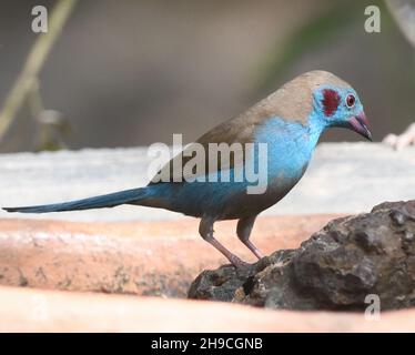 Un cordone-bleu maschio rosso-gettato (Uraeginthus bengalus) è attratto da una ciotola di acqua. Kunda, la Repubblica della Gambia. Foto Stock