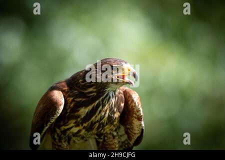 Harris Hawk Foto Stock