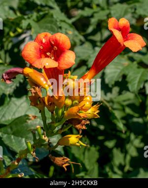 Tromba vite (Campsis Radicans) fiori nel giardino. Riduttore Trumpet in fiore. Primo piano. Foto Stock