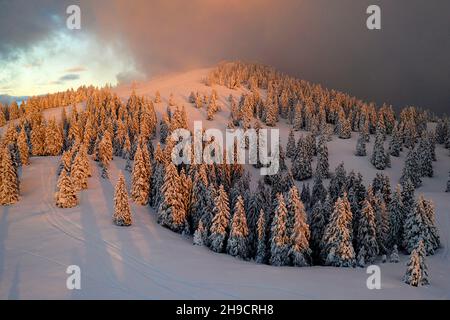 Fantastico paesaggio serale con drammatica scena invernale con alberi innevati, Krvavec, Slovenia, Europa Foto Stock