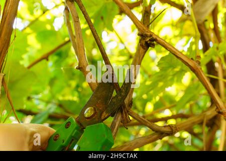 Potatura di rami d'uva con loppers da giardino o averruncator. Messa a fuoco selettiva Foto Stock