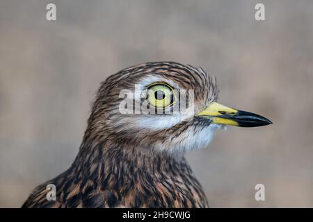 Riccio in pietra eurasiatica (Burhinus oedicnemus) o ginocchio spesso eurasiatico, uccello della famiglia Burhinidae. Foto Stock