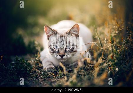 Ritratto di un gatto tailandese in natura. Un gatto tailandese cammina nell'erba. Un gatto perso con una museruola a strisce. Un simpatico tabby thai kitten passeggiate nel campo. Un animale domestico Foto Stock