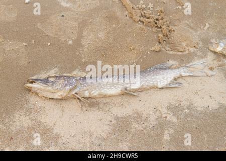 Pesci morti in acqua inquinata. Sdraiato sulla sabbia Foto Stock