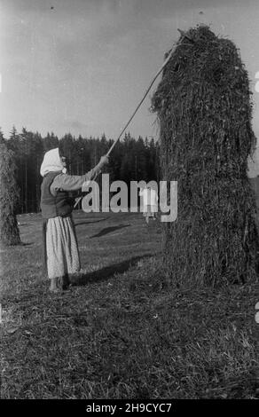 Zakopane, 1947-09. Podhale. Sianokosy na Smytniej Polanie. NZ. góralka uk³ada siano na kopce. po/mgs PAP Dok³adny dzieñ wydarzenia nieustalony. Zakopane, 1947 settembre. Regione di Podhale. Haying su Smytnia Clearing. po/mgs PAP Foto Stock