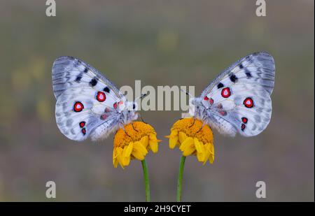 Donna Apollo Butterfly, Parnassius apollo Foto Stock