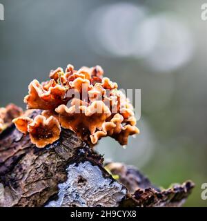 Primo piano di Stereum hirsutum, chiamato falsa coda di tacchino e crosta di tenda pelosa. Foto Stock