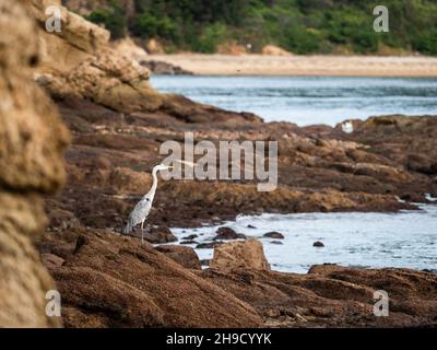 Un airone grigio (Ardea cinerea) all'isola di Naoshima, Prefettura di Kagawa, Giappone. Foto Stock