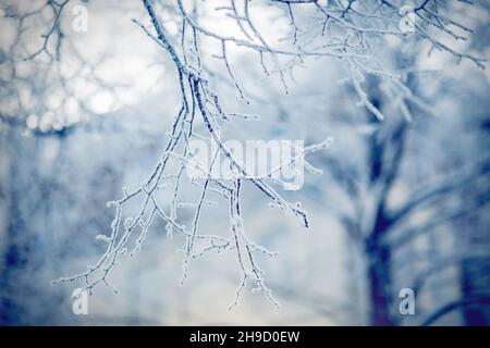 Rami di albero innevati. Rami in hoarfrost e neve in inverno. Sfondo invernale. Le boccole sono ricoperte di gelo. Foto Stock