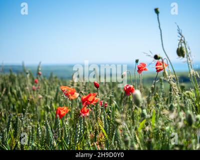 Sussex, Inghilterra, 23 giugno 2019 - i papaveri rossi fioriscono in un campo di grano nel South Downs, un parco nazionale in Inghilterra. Foto Stock