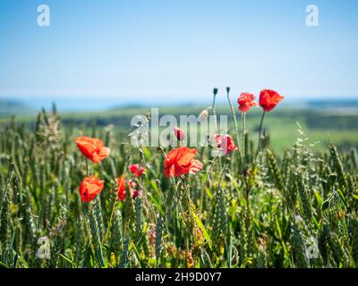 Sussex, Inghilterra, 23 giugno 2019 - i papaveri rossi fioriscono in un campo di grano nel South Downs, un parco nazionale in Inghilterra. Foto Stock