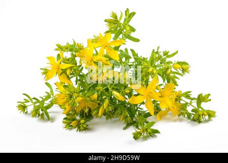 I fiori del mosto di San Giovanni sono isolati su sfondo bianco Foto Stock