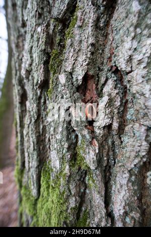 Specht, Spechte oder Kleiber haben eine Haselnuß, Haselnuss, Nuss, Nuß in Baumrinde, Rinde verkeilt, aufgehämmert und gefressen Foto Stock