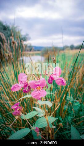 Immagini estive di River Teme, Leintwardine, Shropshire, Inghilterra. Foto Stock