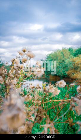 Immagini estive di River Teme, Leintwardine, Shropshire, Inghilterra. Foto Stock