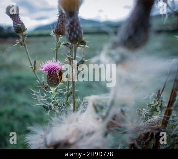 Un tristolo selvatico che si erge forte su Roundton Hill, Galles Foto Stock