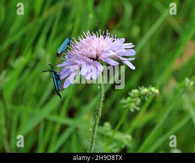 Green Forester falene su campo Scabious fiore Foto Stock