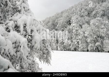 Non esclusiva: REGIONE DI IVANO-FRANKIVSK, UCRAINA - 3 DICEMBRE 2021 - la neve rimane sugli alberi nel villaggio di Staryi Mizun, regione di Ivano-Frankivsk, U occidentale Foto Stock