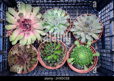 Misto piante succulente verdi e rosse con foglie fresche in piccoli vasi da giardino esposti per la vendita ad un mercato n una giornata estiva soleggiata Foto Stock