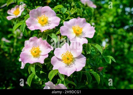 Delicato rosa chiaro e bianco Rosa Canina fiori in piena fioritura in un giardino primaverile, alla luce diretta del sole, con foglie verdi sfocate, bella all'aperto f Foto Stock