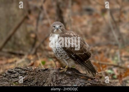 Un falco a spalla rossa (Buteo lineatus) arroccato su un albero abbattuto in una foresta che si erge sopra la sua preda, uno scoiattolo morto. Foto Stock