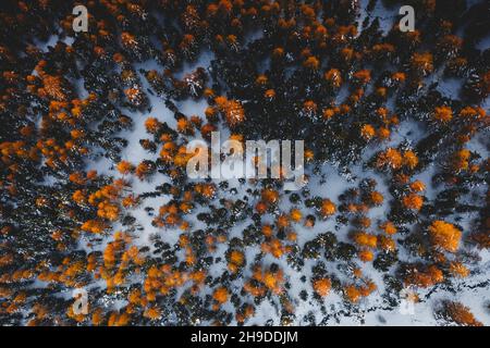 Vista aerea di larici multicolore nella foresta autunnale coperta di neve Foto Stock