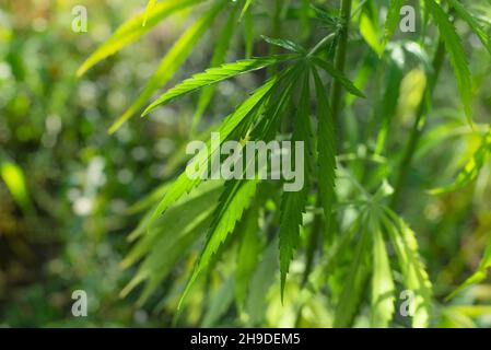 Canapa industriale gambi e foglie vista closeup Foto Stock