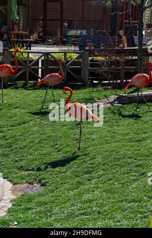 Splendida giornata con gli amici allo zoo Foto Stock