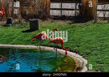 Splendida giornata con gli amici allo zoo Foto Stock