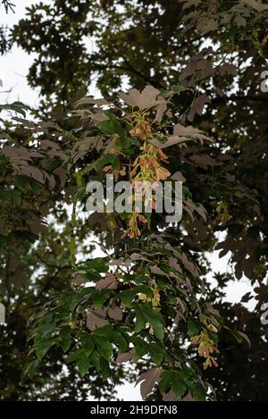 un grande albero di acero sicomoro in estate con frutti appesi Foto Stock