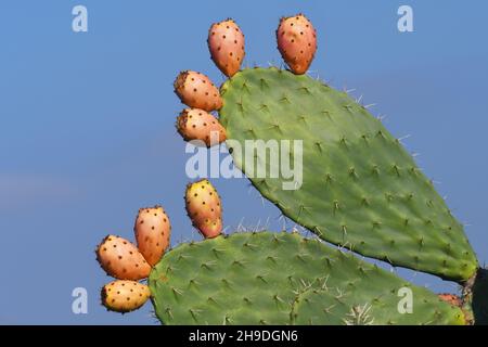 Frutto Sabra su foglia di cactus Foto Stock