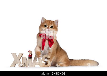 Adorabile Shortair inglese ombreggiato oro, seduta su indossando cravatta di prua di velluto rosso con campane accanto al testo di legno xmas. Guardando verso la macchina fotografica con bellezze Foto Stock