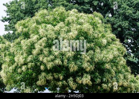 Grandi rami con fiori verdi decorativi e foglie di castagno dolce (Castanea sativa latina) in un giardino britannico in una giornata estiva soleggiata, beau Foto Stock