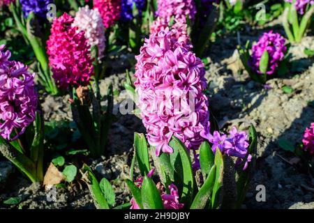 Molti mescolati di colore rosa grande, bianco e blu Hyacinth o Hyacinthus fiori in piena fioritura in un giardino in una giornata di primavera soleggiato, bella floreale all'aperto Foto Stock