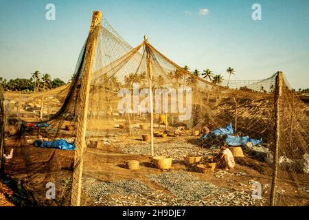 Impresa commerciale a basso impatto, produzione di farina di pesce, mostrando essiccazione di pesce, a Goa, india Foto Stock