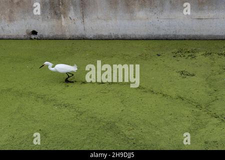 L'airone nevoso cammina attraverso il canale di alluvione pieno di alghe nelle paludi di Ballona, Los Angeles, California, USA Foto Stock