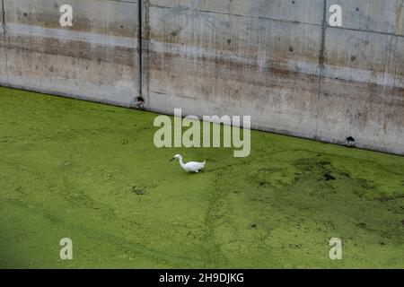 L'airone nevoso cammina attraverso il canale di alluvione pieno di alghe nelle paludi di Ballona, Los Angeles, California, USA Foto Stock