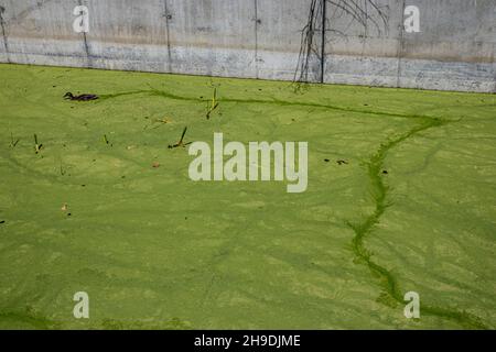Anatra nuoto in alghe Blooms in Ballona Wetlands flood channel, Playa Vista, Los Angeles, California, USA Foto Stock