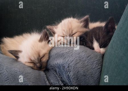 Tre piccoli gattini che dormono su un divano Foto Stock
