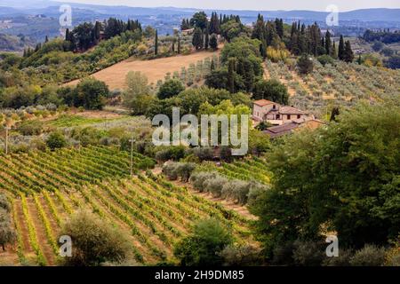 Vigneti nella cittadina toscana di San Gimignano, dove un vino bianco è ottenuto da uve vernaccia. Italia. Foto Stock