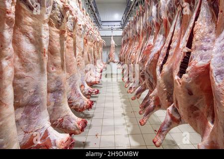 Carcasse di agnello appese ad uncini nel macello prima del trasferimento al mercato o al locale frigorifero o del taglio. Magazzino frigorifero, ganci appesi di congelato Foto Stock