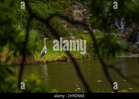 Airone grigio, Ardea cinerea, sulla riva del lago nel parco di Bergpark Wilhelmshöhe. Kassel, Assia, Germania. Foto Stock